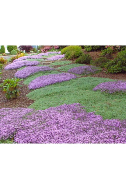 Чебрець ранній Псевдоланугіносус – природний килим на сонячних ділянках.